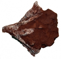 Hongshanosaurus, skull, a psittacosaurid dinosaur
