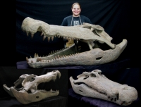 Deinosuchus, the dinosaur eater & largest alligator