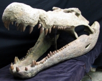 Deinosuchus, the dinosaur eater & largest alligator