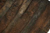 Hadrosaur Dinosaur Skin Impression with Ribs & Scutes