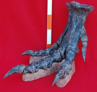 Allosaurus foot with base
