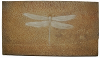 Libellulium longilatum, dragonfly