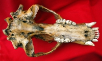 Ursus spelaeus, Cave Bear Skull & Lower Jaws