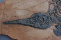Mixosaurus cornalianus, Ichthyosaurs