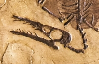 Rhamphorhynchus gemmingi, skeleton #1