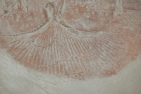Asterodermus platypterus, stingray