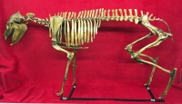 Mesohippus bardi (early horse) Mounted Skeleton