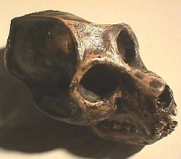 Aegytopithecus zeuxis, skull reconstruction