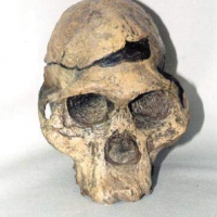 Australopithecus africanus, Mrs. Ples skull