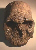 Homo rudolfensis, (habilis) KNMER 1470