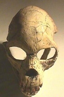 Proconsul africanus Skull, reconstruction