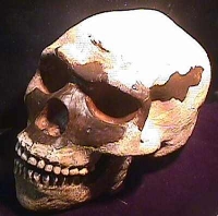 Early Homo sapiens Skull, (Skhul) 5 Palestine