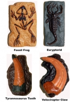 Fossils, 10 mini model set. Fossil Frog, Giant Crab, Velociraptor Claw, Tyrannosaurus Tooth, Trilobite, Ammonite, Dinosaur Track, Dinosaur Skin, Eurypterid, Fossil Fish