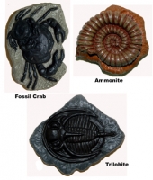 Fossils, 10 mini model set. Fossil Frog, Giant Crab, Velociraptor Claw, Tyrannosaurus Tooth, Trilobite, Ammonite, Dinosaur Track, Dinosaur Skin, Eurypterid, Fossil Fish