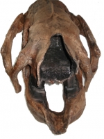Eremotherium mirabile, (Megatherium) giant ground sloth skull