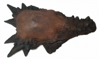 Pachycephalosaurus, 21.5 inch skull