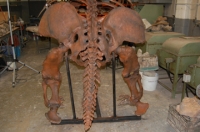 Megalonyx jeffersoni, ground sloth skeleton
