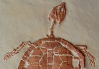 Manchurochelyes liaoxensis, turtle