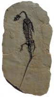 Pachypleurosaurus edwardsi, nothosaurus skeleton