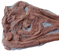 Stenopterygius quadricissus, Ichthyosaur skull