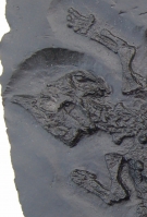 Sinocyamodus xinpuensis, placodont skeleton