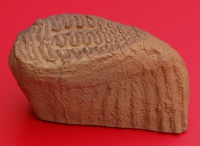 Mammuthus, mammoth tooth Paper Weight