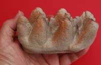 Platybelodon danovi, tooth