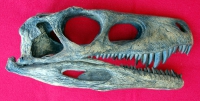 Herrerasaurus ischigualastensis, skull