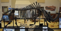 Woolly Rhino (Coelodonta antiquitatis) skeleton replica