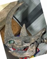 Woolly Rhino (Coelodonta antiquitatis) skeleton replica