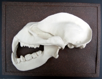 Bat Skull Profiles, set of 4