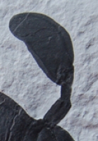 Eurypterus remipes