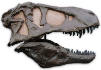 Tyrannosaurus rex (skull & jaws)