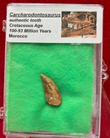 Authentic Carcharodontosaurus tooth with Serrations in Acrylic Display Case