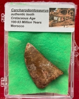 Authentic Carcharodontosaurus tooth in Acrylic Display Case