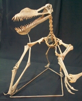 Anhanguera blittersdorfi. pterosaur