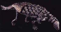 Mymoorapelta maysi, Ankylosaur skeleton