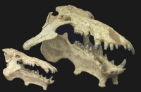 Archaeotherium, skull