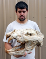 Agriotherium, giant Dog-Bear skull