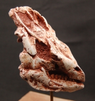 Liaoceratops yanzigouensis