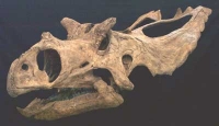 Utahceratops skull