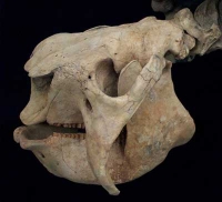 Glyptodon clavipes, skull