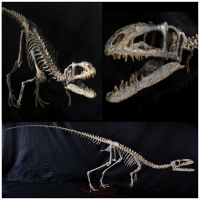 Coelurosaur, skeleton New discovery�Soon to be named Theropod