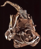 Conchoraptor gracilis, 3D juvenila skeleton in matrix
