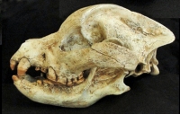 Borophagus secundus, large Miocene dog