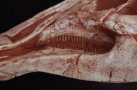 Saurolophus angustirostris, hadrosaur skull