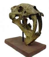 Eumilus, saber tooth cat skull