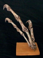Falcarius utahensis, a Therizinosaurus hand