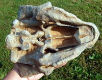 Gastonia burgei, Ankylosaur Skull