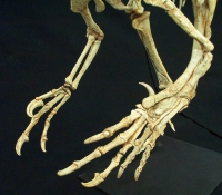 Velociraptor mongoliensis, skeleton